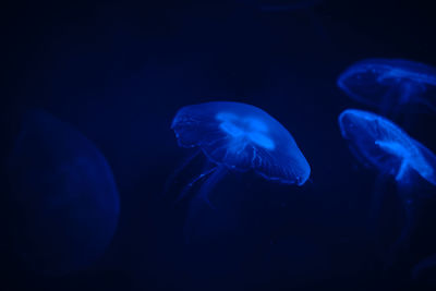 Close-up of jellyfish swimming in sea