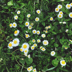 High angle view of white daisy flowers on field