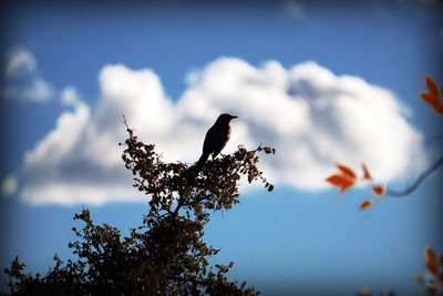 Low angle view of trees against sky
