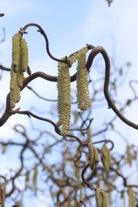 Low angle view of plants against sky