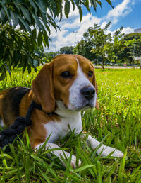 Beagle dog resting on grassy field