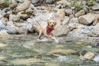 Portrait of a dog in water