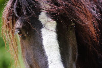 Close-up of horse