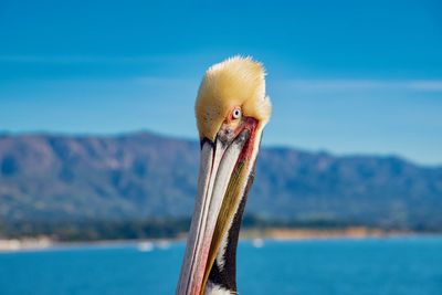 Close-up of a bird against the sky