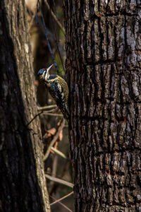 Close-up of a bird on tree trunk