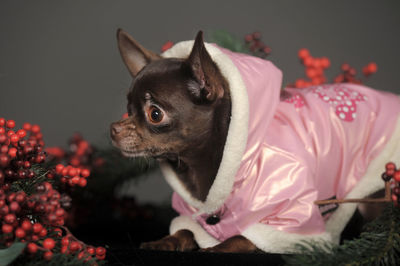 Close-up of a dog looking away