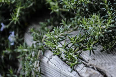 High angle view of plants growing on wood