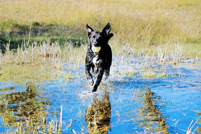 Dog running in water