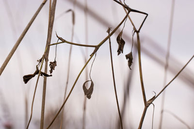 Close-up of wilted plant