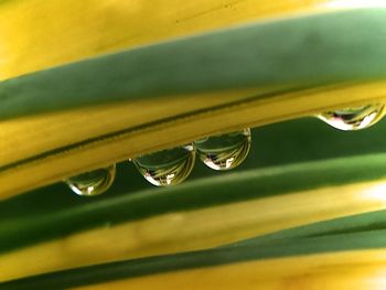 Close-up of raindrops on yellow leaf