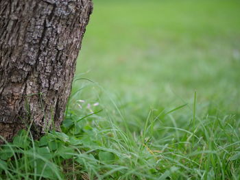 Close-up of tree trunk on field