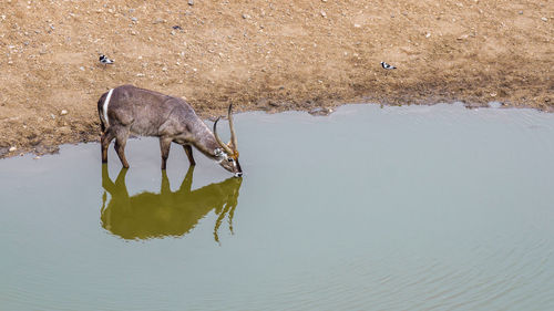 Reflection of drinking water in a lake