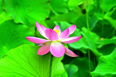 Close-up of pink water lily