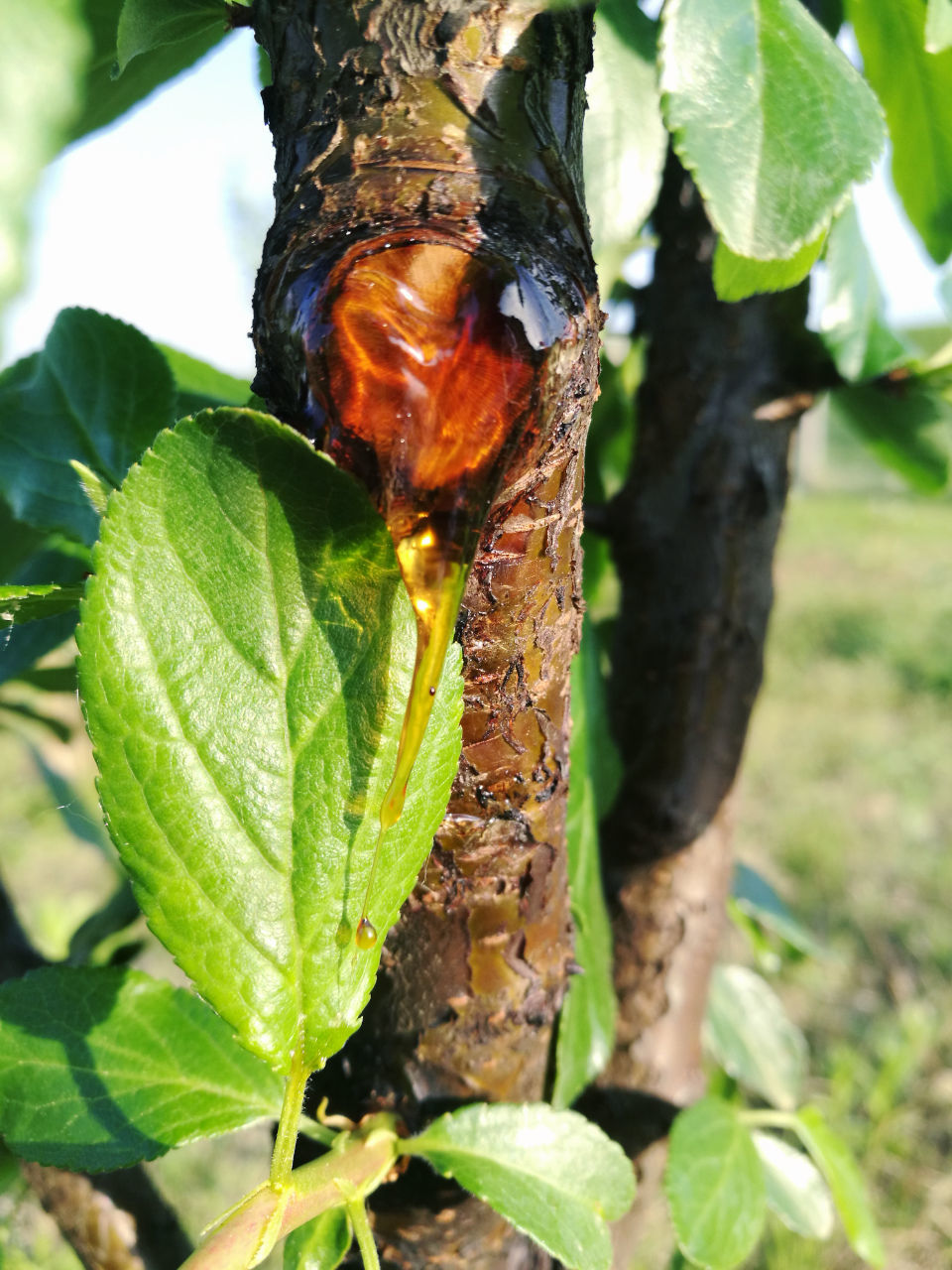 leaf, animal themes, animals in the wild, one animal, growth, insect, nature, no people, day, close-up, green color, outdoors, tree trunk, animal wildlife, plant, beauty in nature, tree, freshness