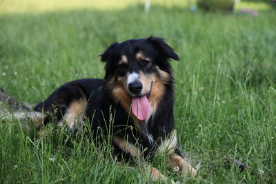 Portrait of dog on field