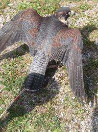 High angle view of bird on land