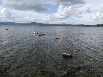 Swans swimming in sea against sky