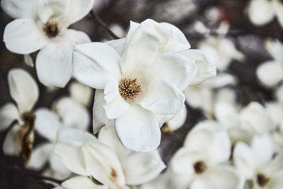 Close-up of white flowering plant