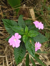 High angle view of pink flowering plant