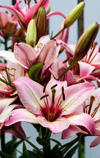 Close-up of pink flowering plant