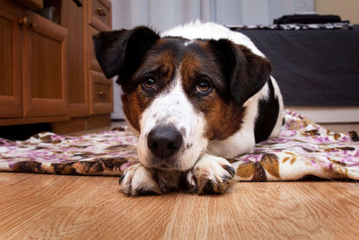 Close-up portrait of dog lying on floor at home