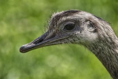 Close-up of a bird looking away