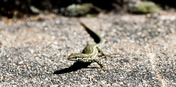 Close-up of a lizard on a field