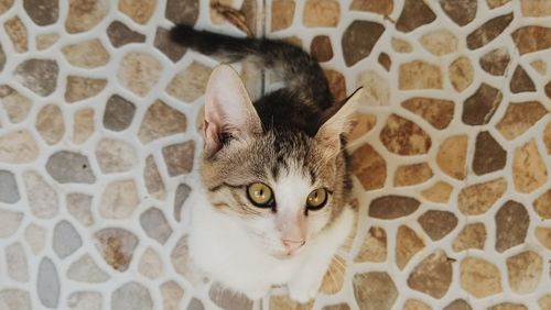 Close-up portrait of cat by window