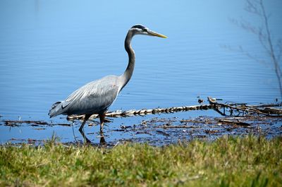 Bird flying over lake