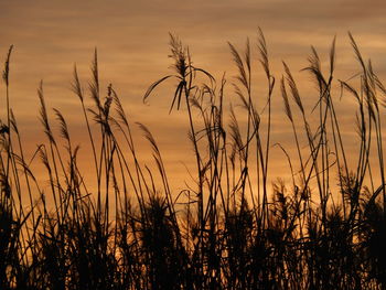 Plants at sunset