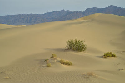 Scenic view of desert against clear sky