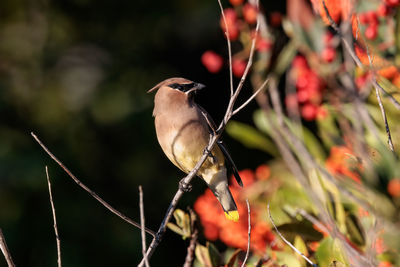 Close-up of bird perching on branch