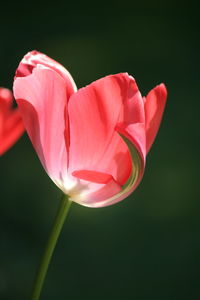 Close-up of red rose