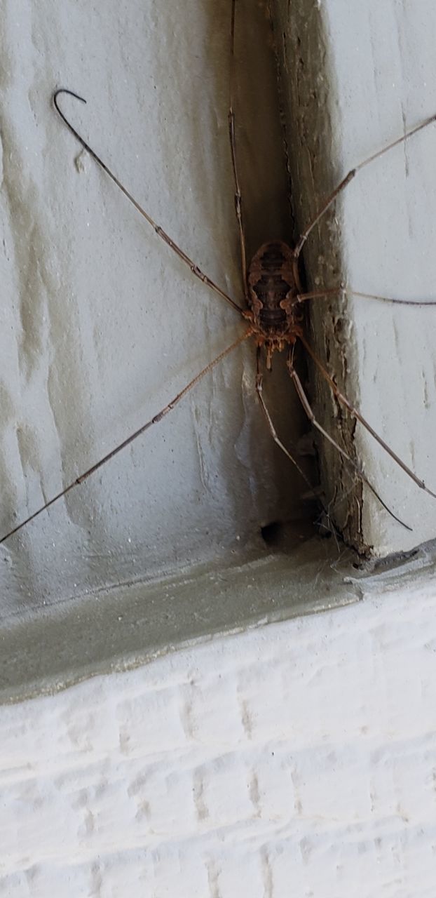 CLOSE-UP OF SPIDER AGAINST WALL