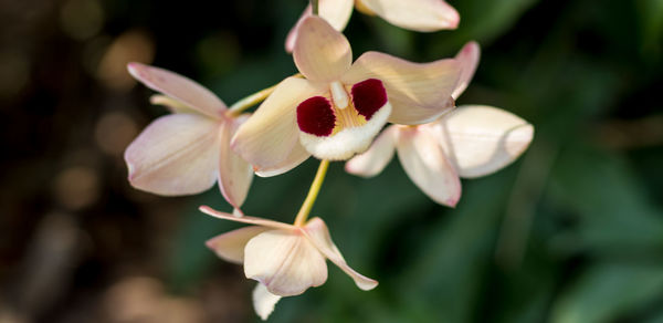 Close-up of white flowering plant