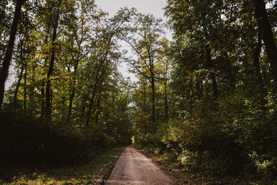 Road amidst trees in forest