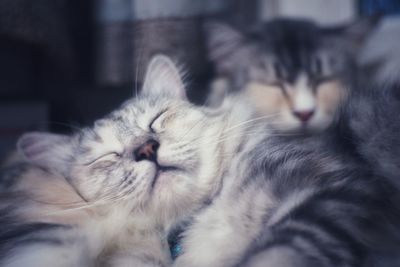 Close-up of cats sleeping