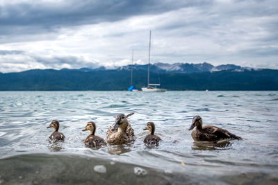 Duck with ducklings swimming on lake