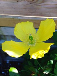 Close-up of yellow flower blooming outdoors