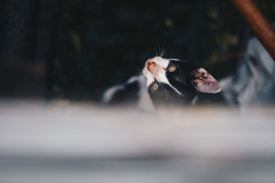 Close-up of a cat