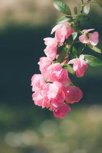 Close-up of pink flowers