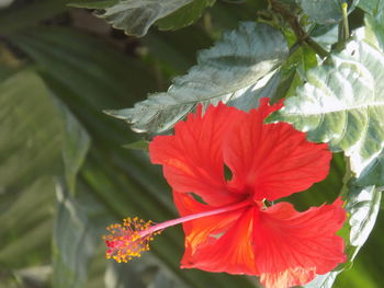 Close-up of red hibiscus flower