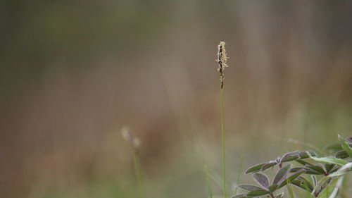 Close-up of flowering plant on land