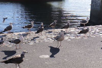 High angle view of seagulls perching at lakeshore