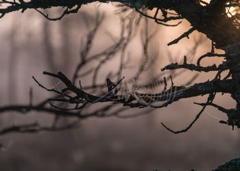 Close-up of silhouette bare tree in forest