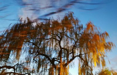 Low angle view of bare trees against sky