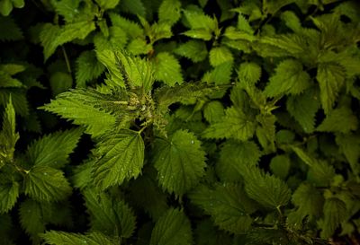 Full frame shot of fresh green plant
