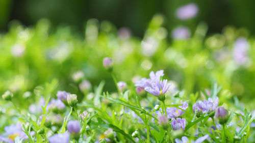 Close-up of purple flowering plants on field