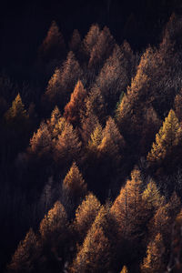 Low angle view of trees against sky during autumn