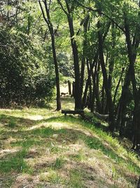 Trees in forest